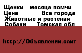 Щенки 4 месяца-помчи › Цена ­ 5 000 - Все города Животные и растения » Собаки   . Томская обл.